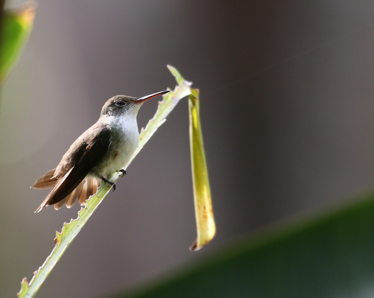 White-bellied Emerald - ML567286841