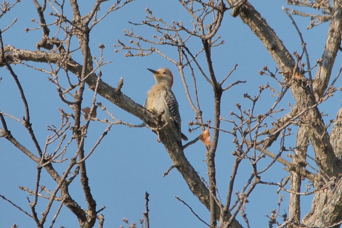 Red-bellied Woodpecker - Cole Penning