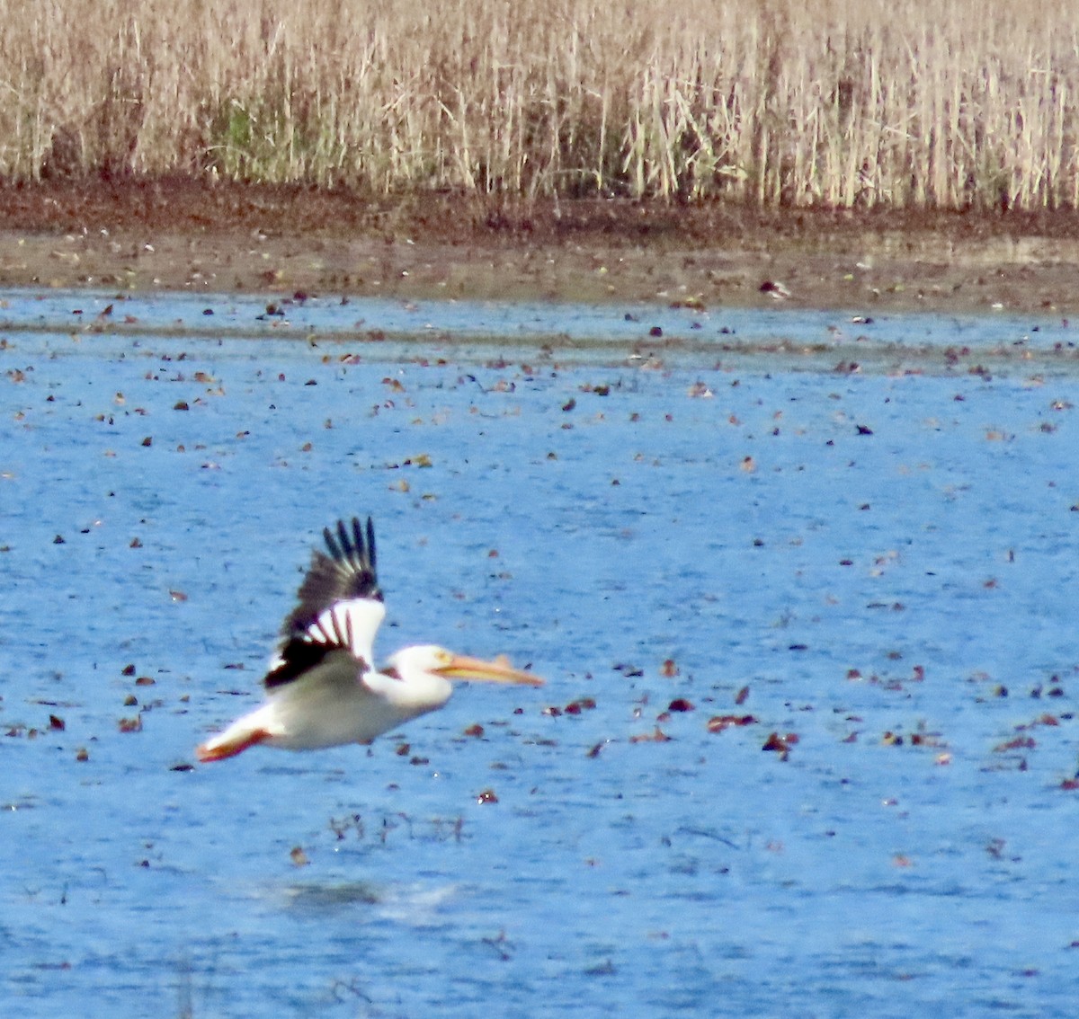 American White Pelican - Laurie Harple