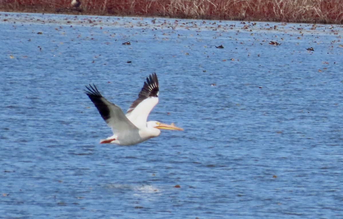 American White Pelican - Laurie Harple