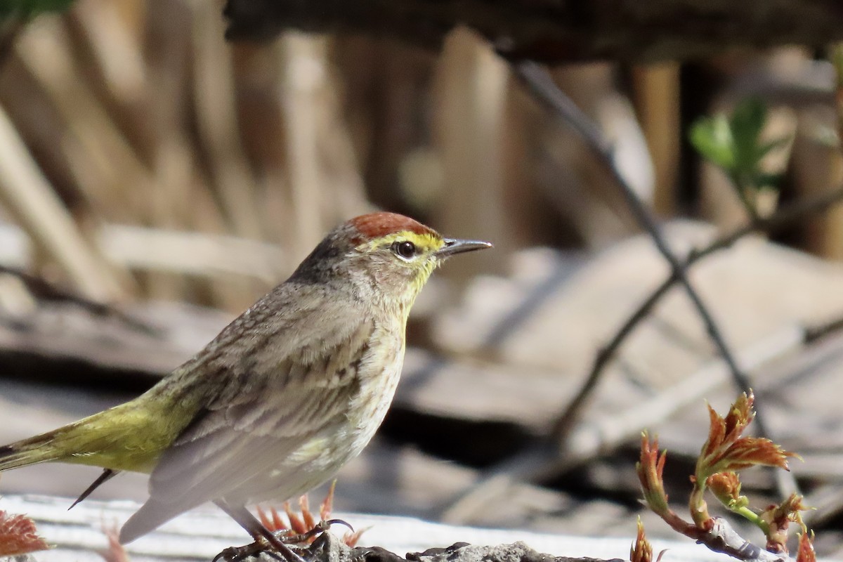 Palm Warbler - Laurie Harple