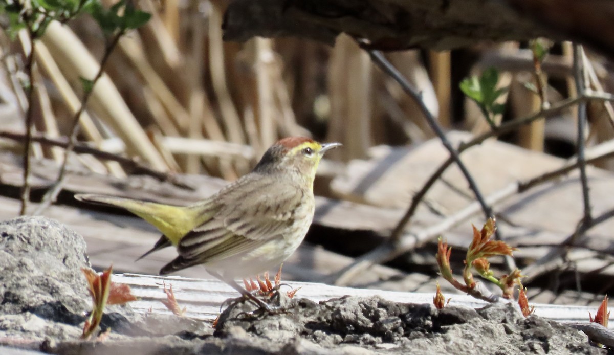 Palm Warbler - Laurie Harple