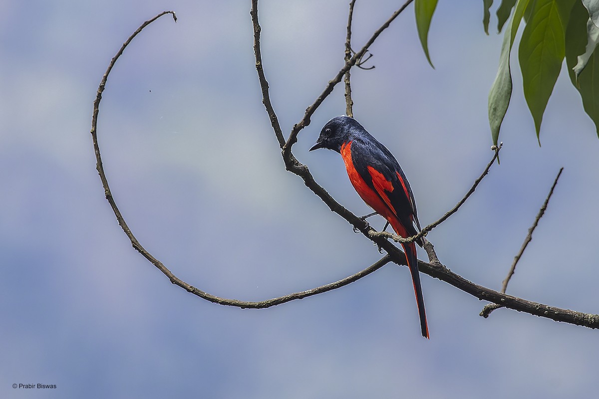 Short-billed Minivet - ML567288261