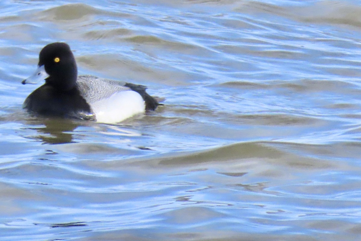 Lesser Scaup - ML567288711