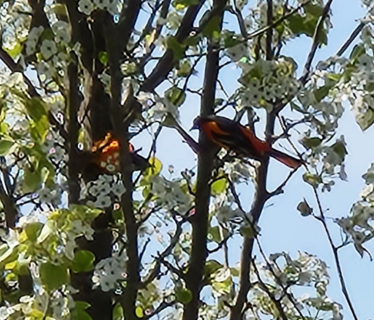 Baltimore Oriole - Terry Ansel