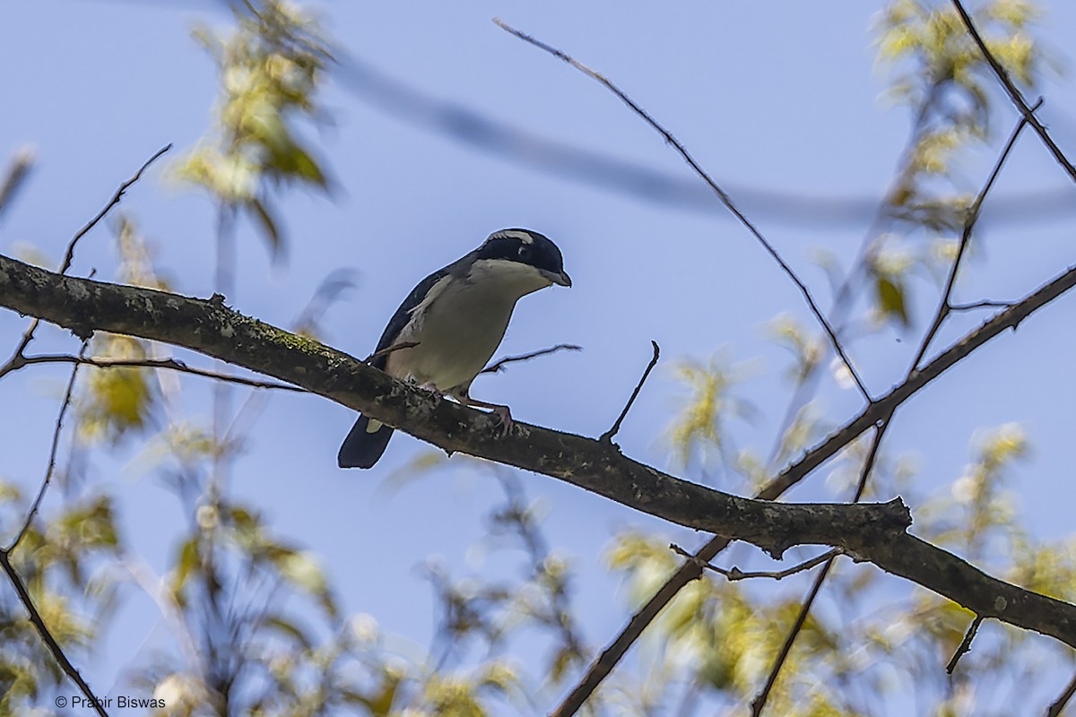 White-browed Shrike-Babbler - ML567289021