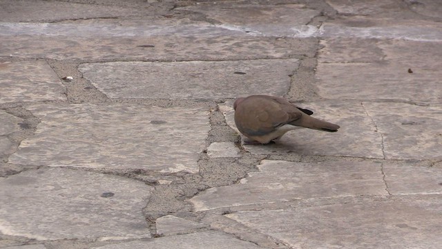 Laughing Dove - ML567289071