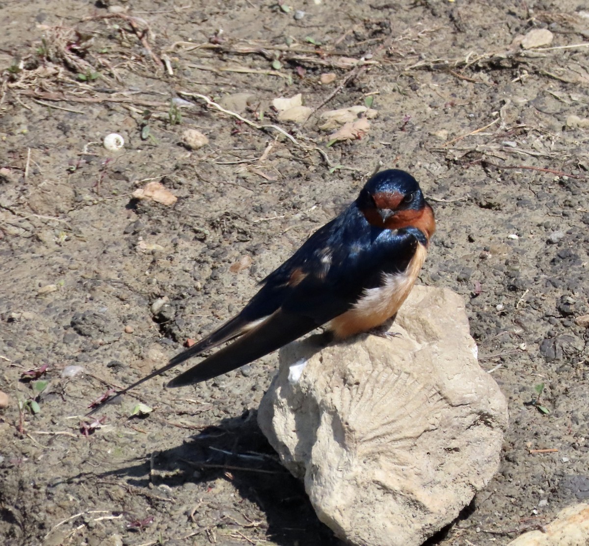 Barn Swallow - ML567289351