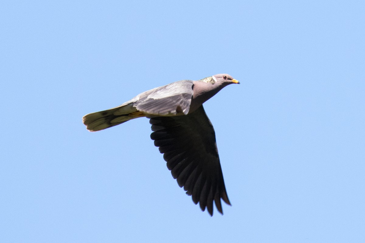 Band-tailed Pigeon - Garrett Lau