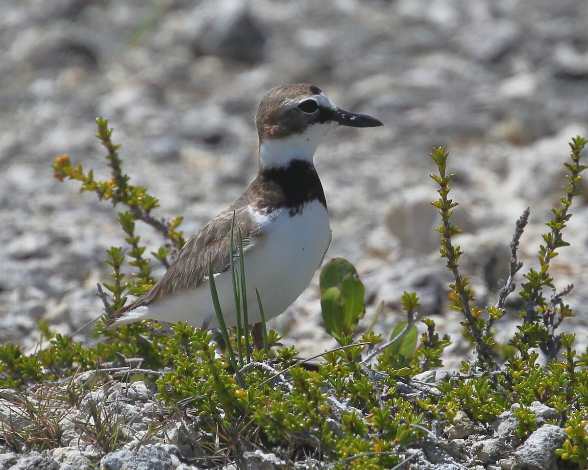 Wilson's Plover - ML567290921
