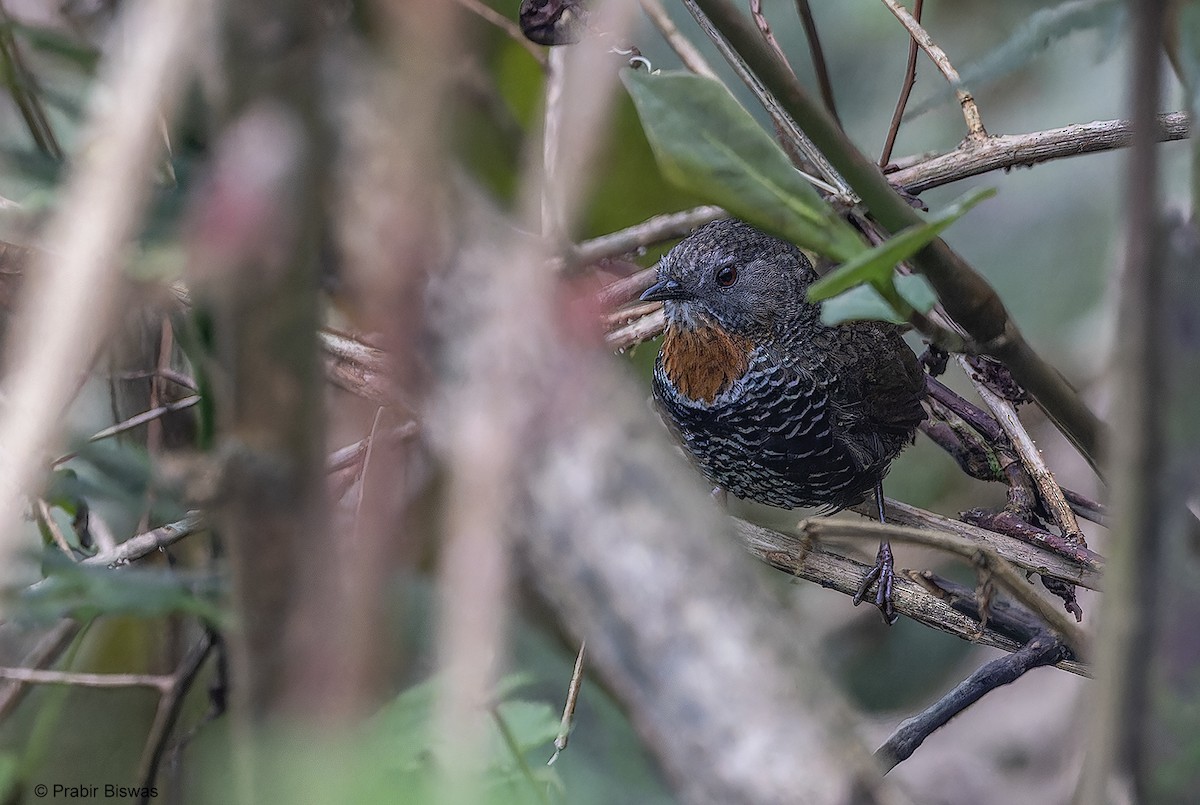 Mishmi Wren-Babbler - ML567291131