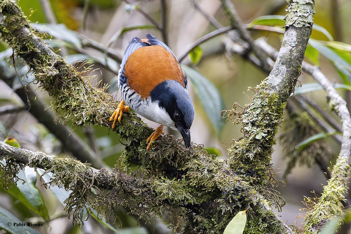 Himalayan Cutia - ML567291411