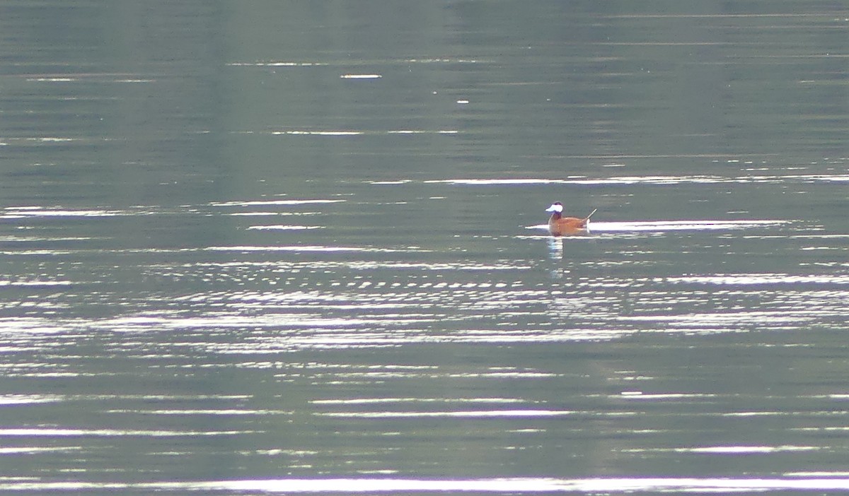 Ruddy Duck - ML567292781