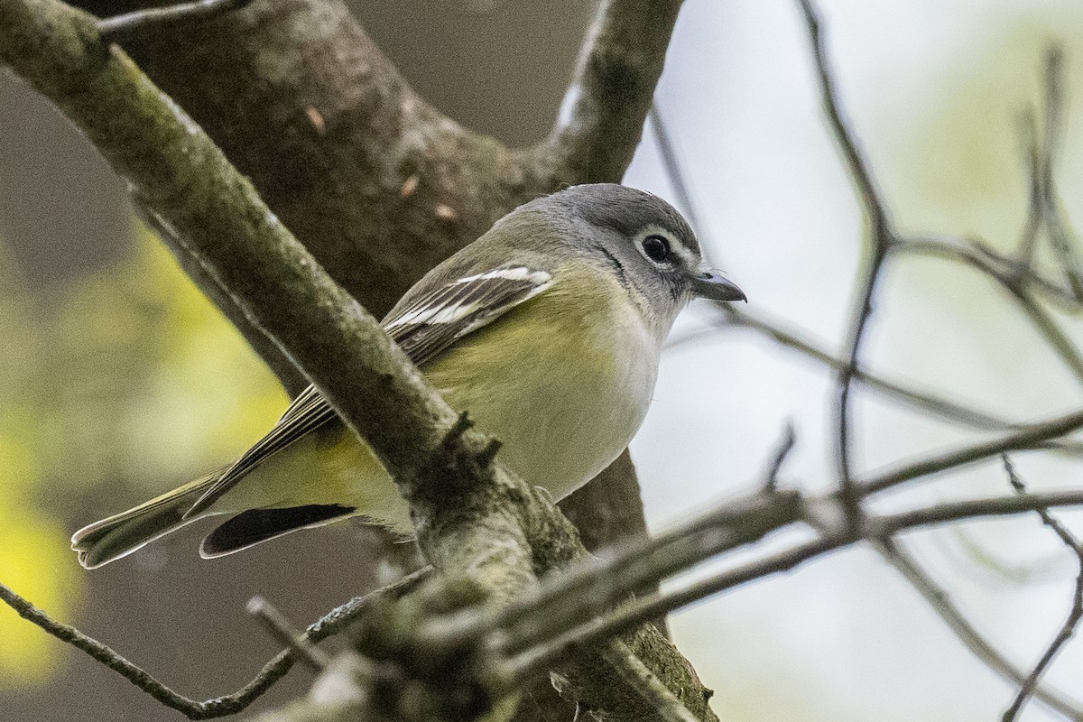 Blue-headed Vireo - ML567292871