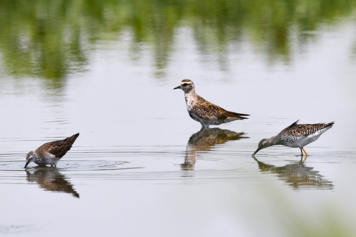 American Golden-Plover - Tricia Vesely