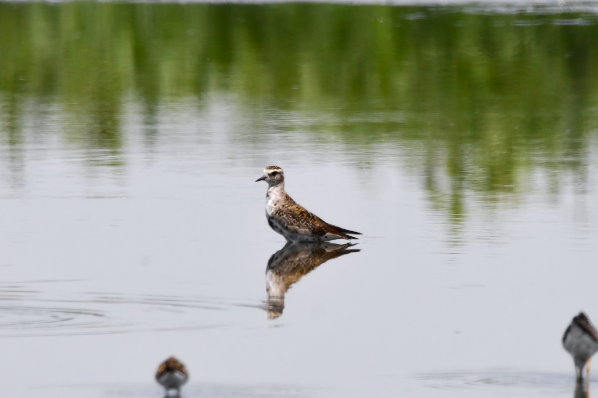 American Golden-Plover - ML567293231