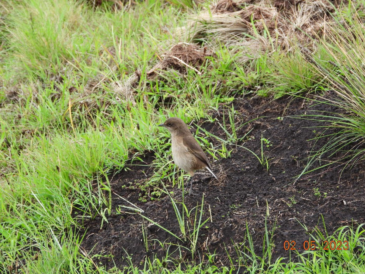 Moorland Chat (Abyssinian) - ML567293301