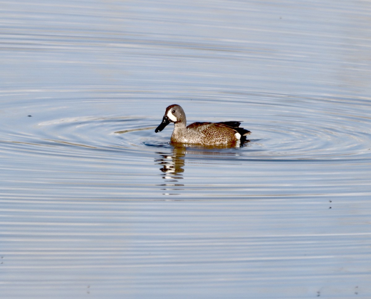 Blue-winged Teal - ML567294921