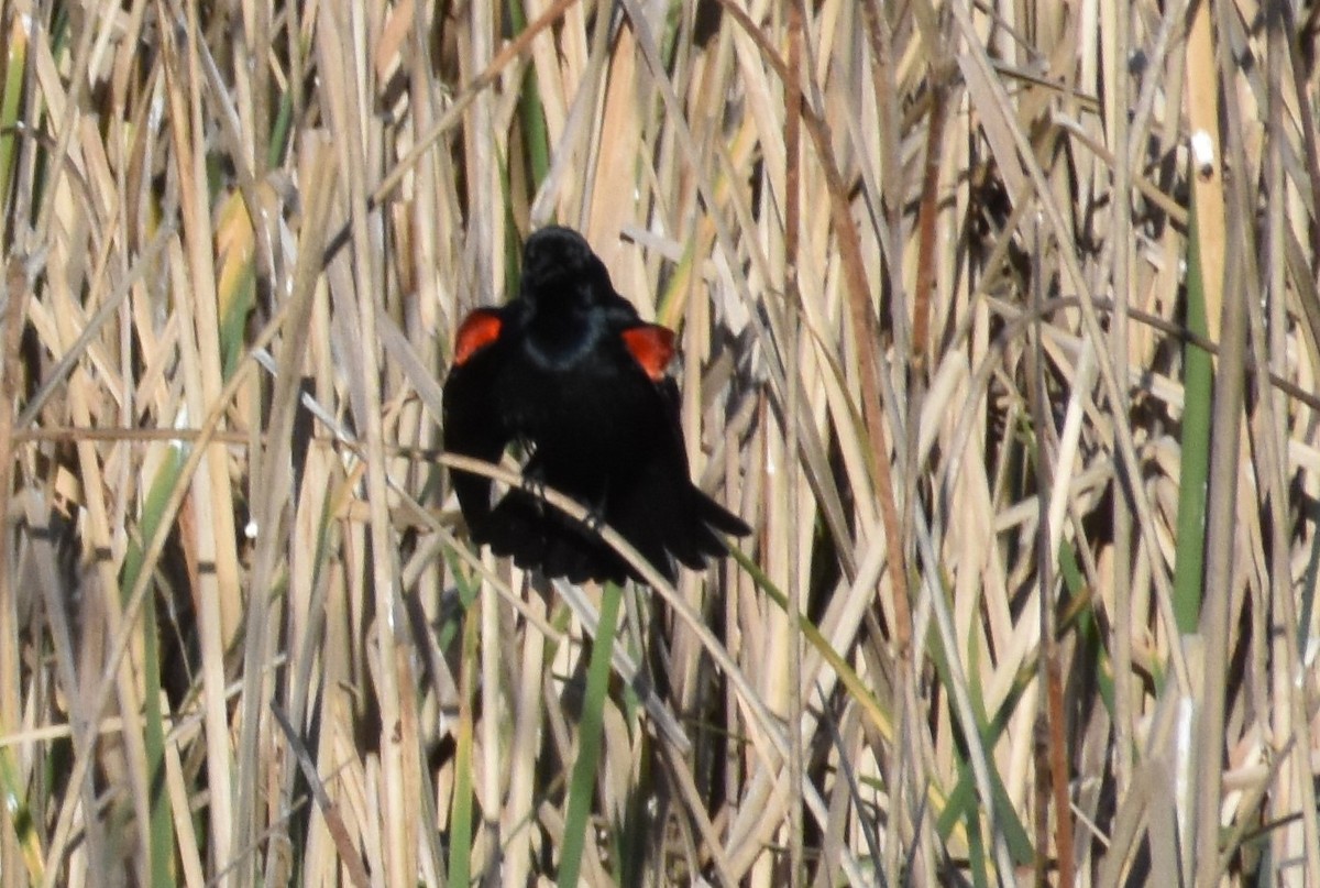 Red-winged Blackbird - ML567296801