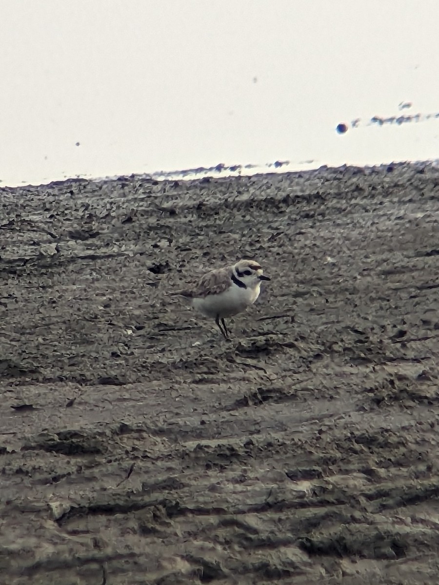 Snowy Plover - Jonah Eckels