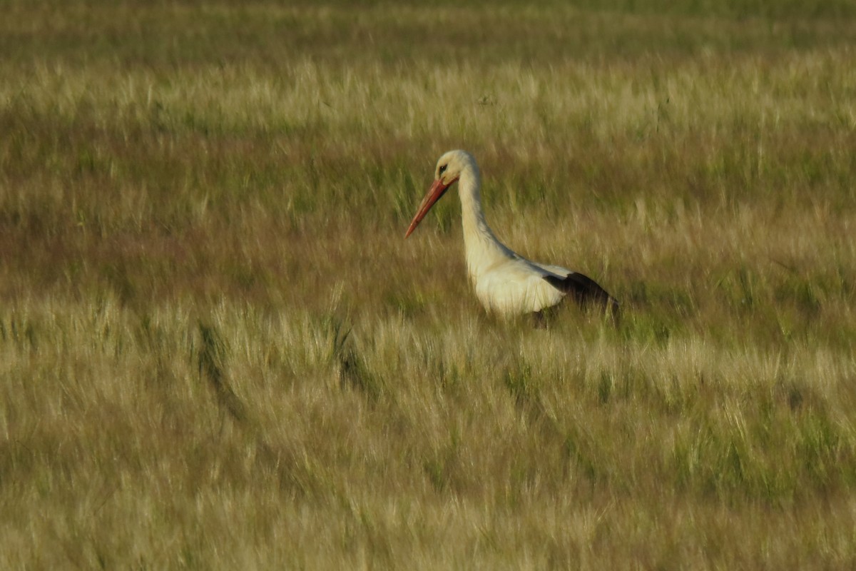 Cigogne blanche - ML567297581