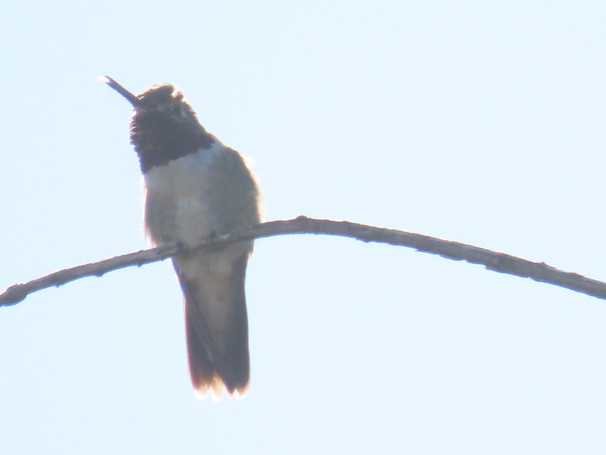 Broad-tailed Hummingbird - ML567299391