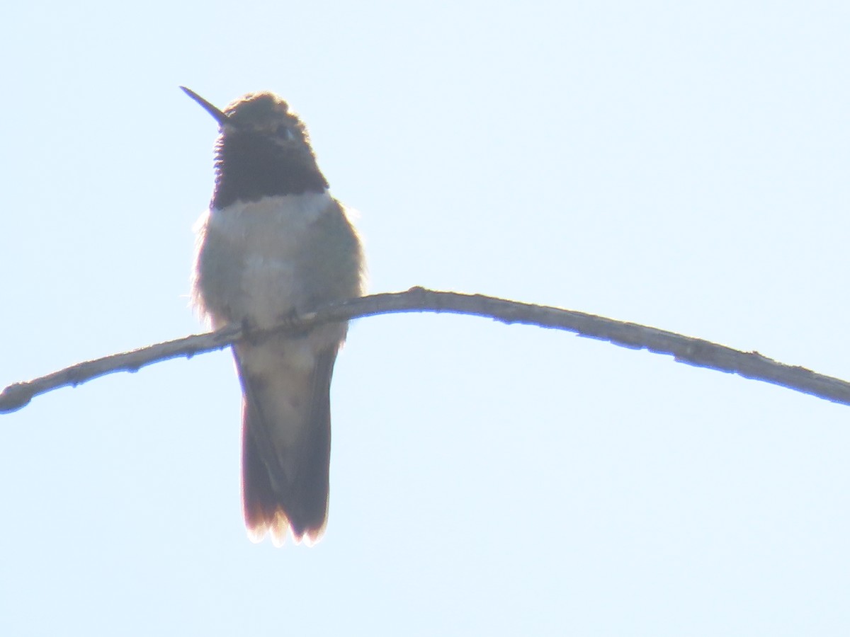 Broad-tailed Hummingbird - ML567299451