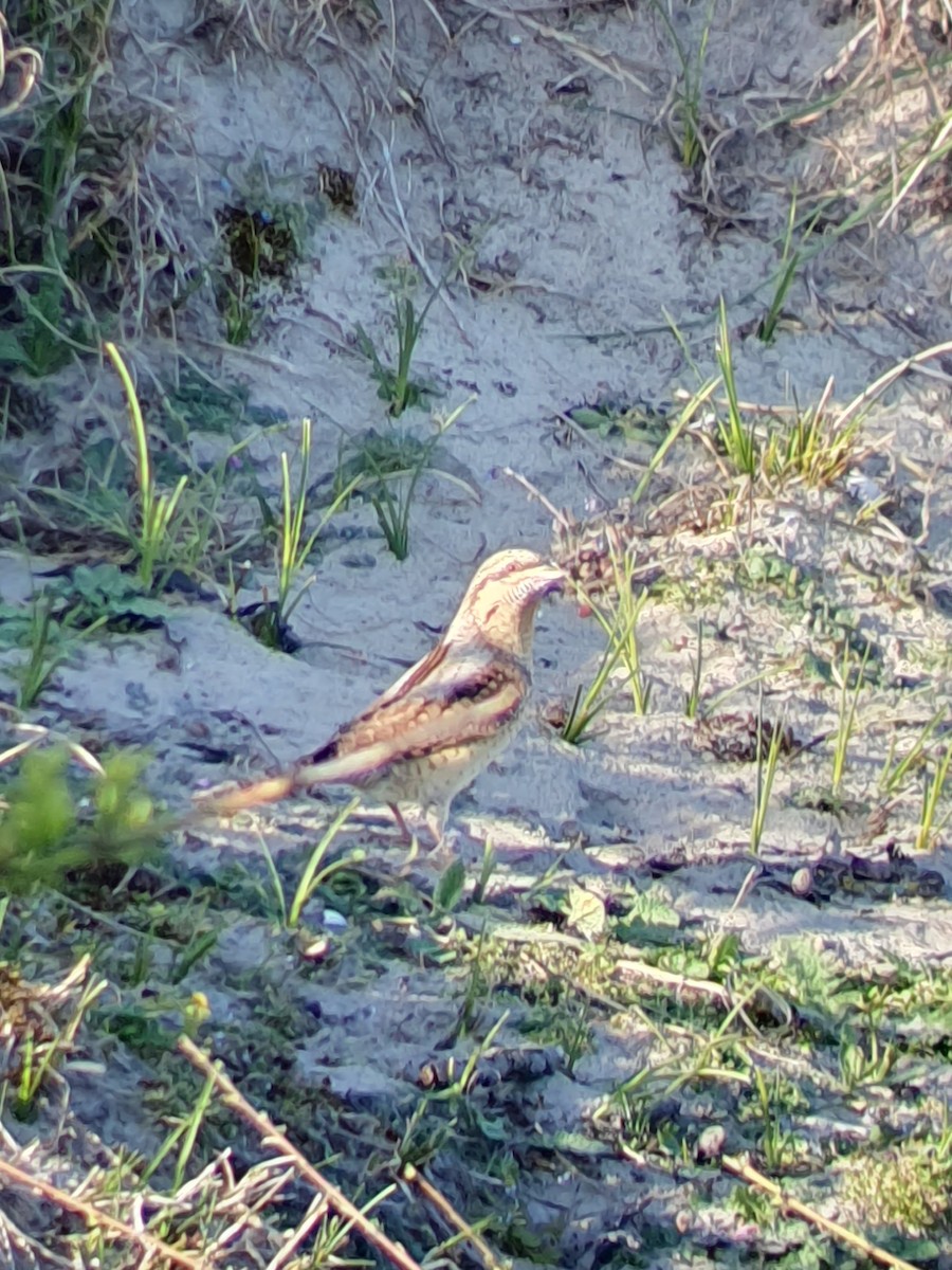 Eurasian Wryneck - ML567299481