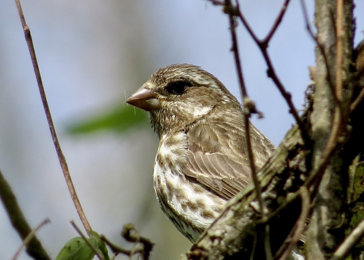 Purple Finch - ML567299791