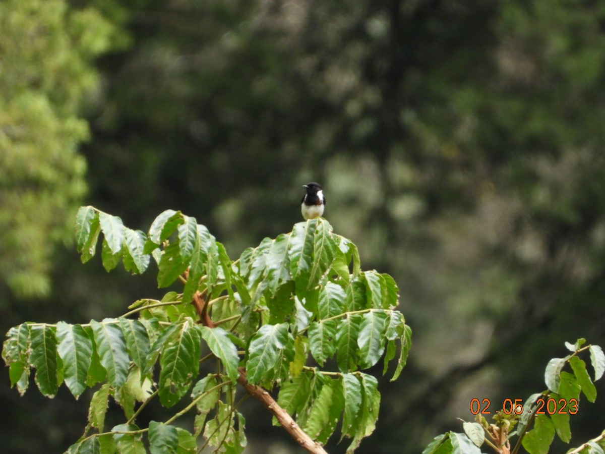 African Stonechat - ML567300241