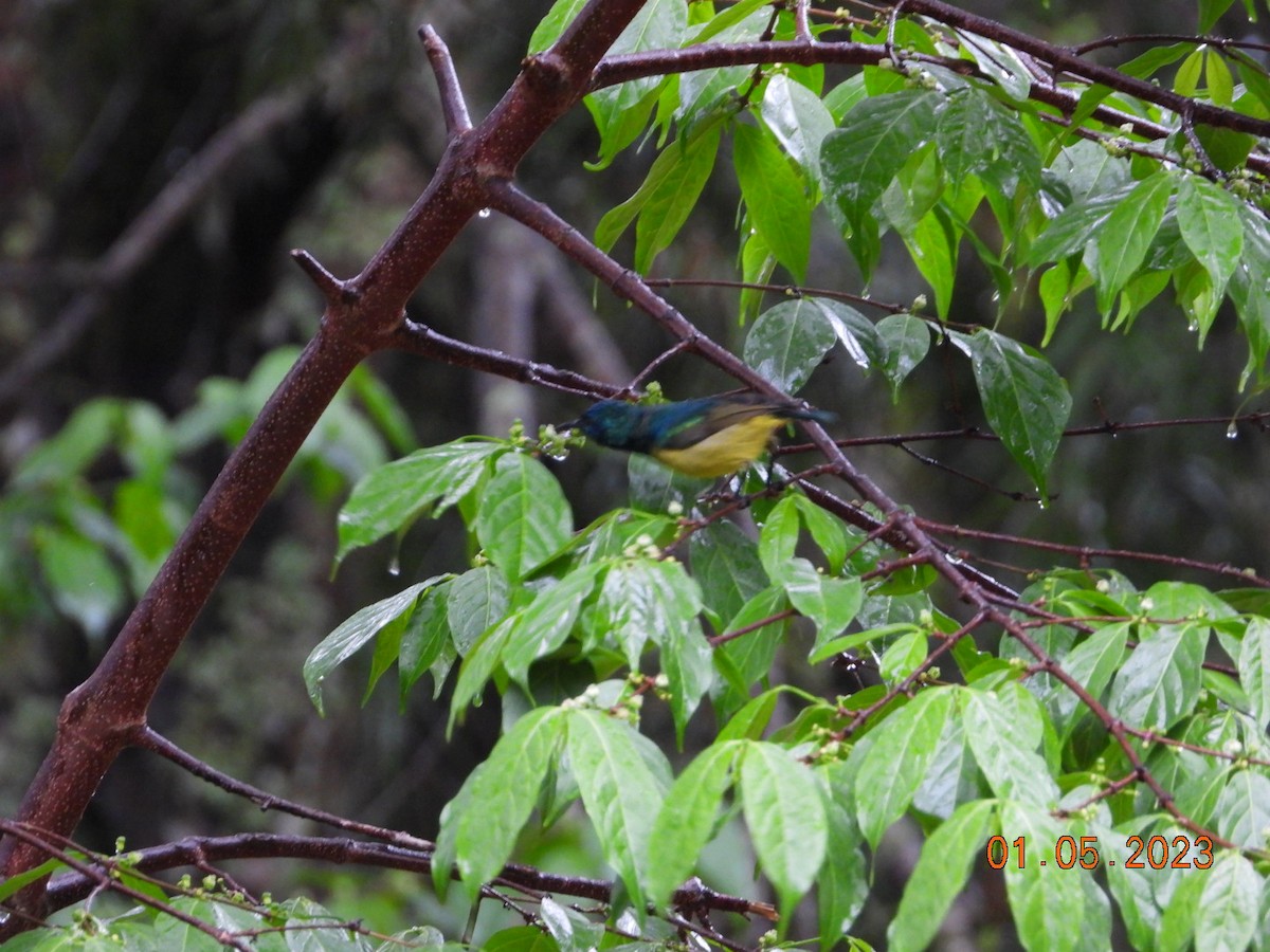 Collared Sunbird - ML567300501