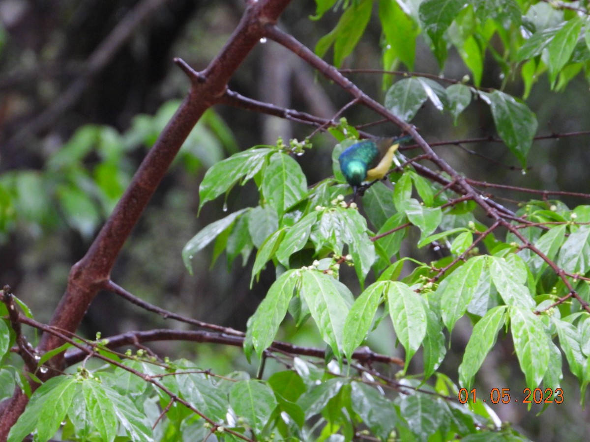 Collared Sunbird - ML567300511