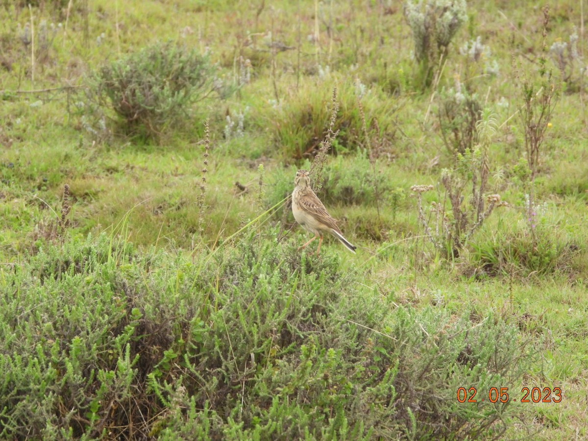 アフリカマミジロタヒバリ - ML567300871