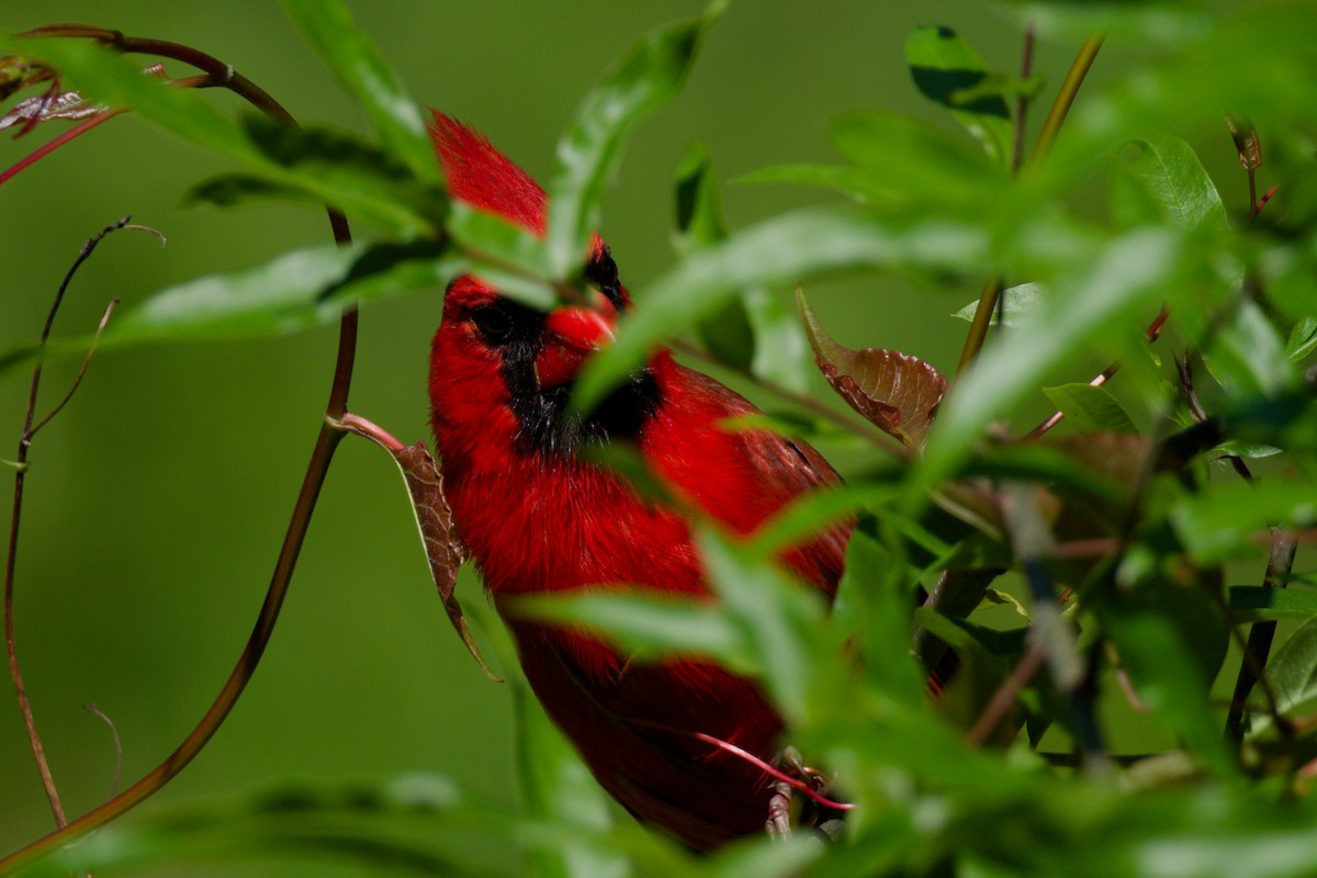 Northern Cardinal - ML567300991