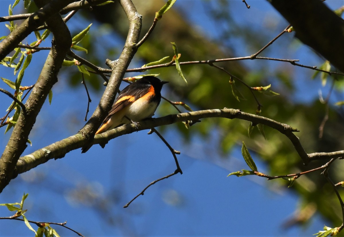 American Redstart - ML567302821