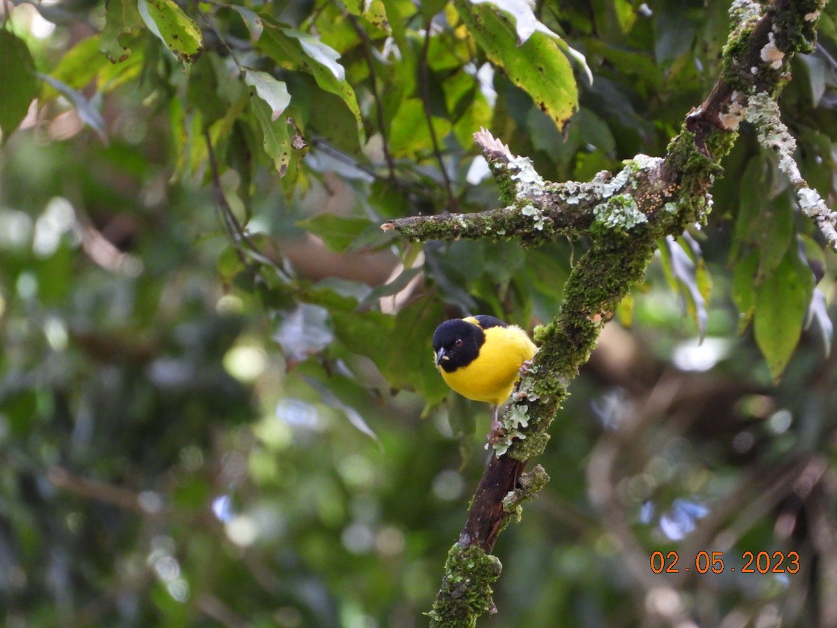 Brown-capped Weaver - ML567302971