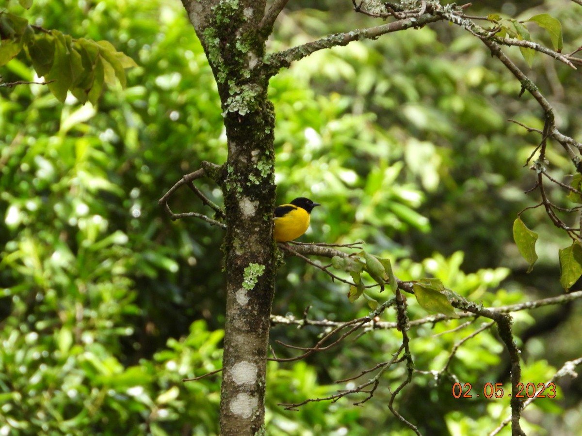 Brown-capped Weaver - ML567303011