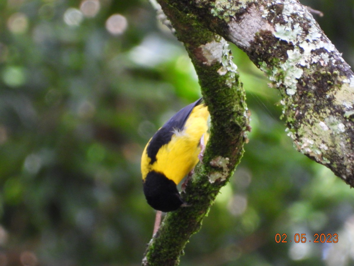 Brown-capped Weaver - ML567303021