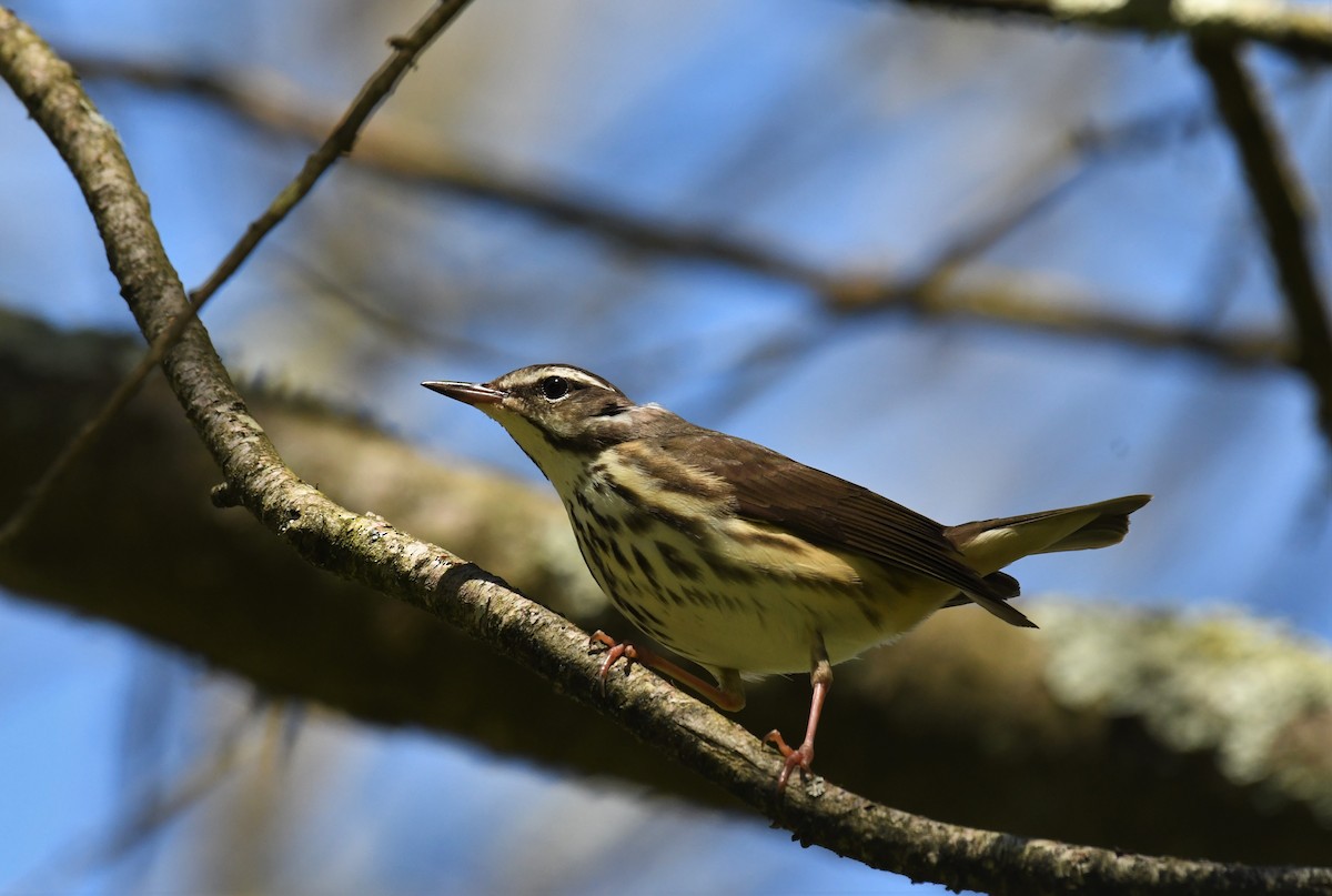 Louisiana Waterthrush - ML567303361