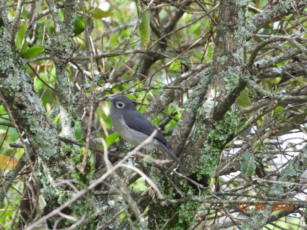 White-eyed Slaty-Flycatcher - ML567303481