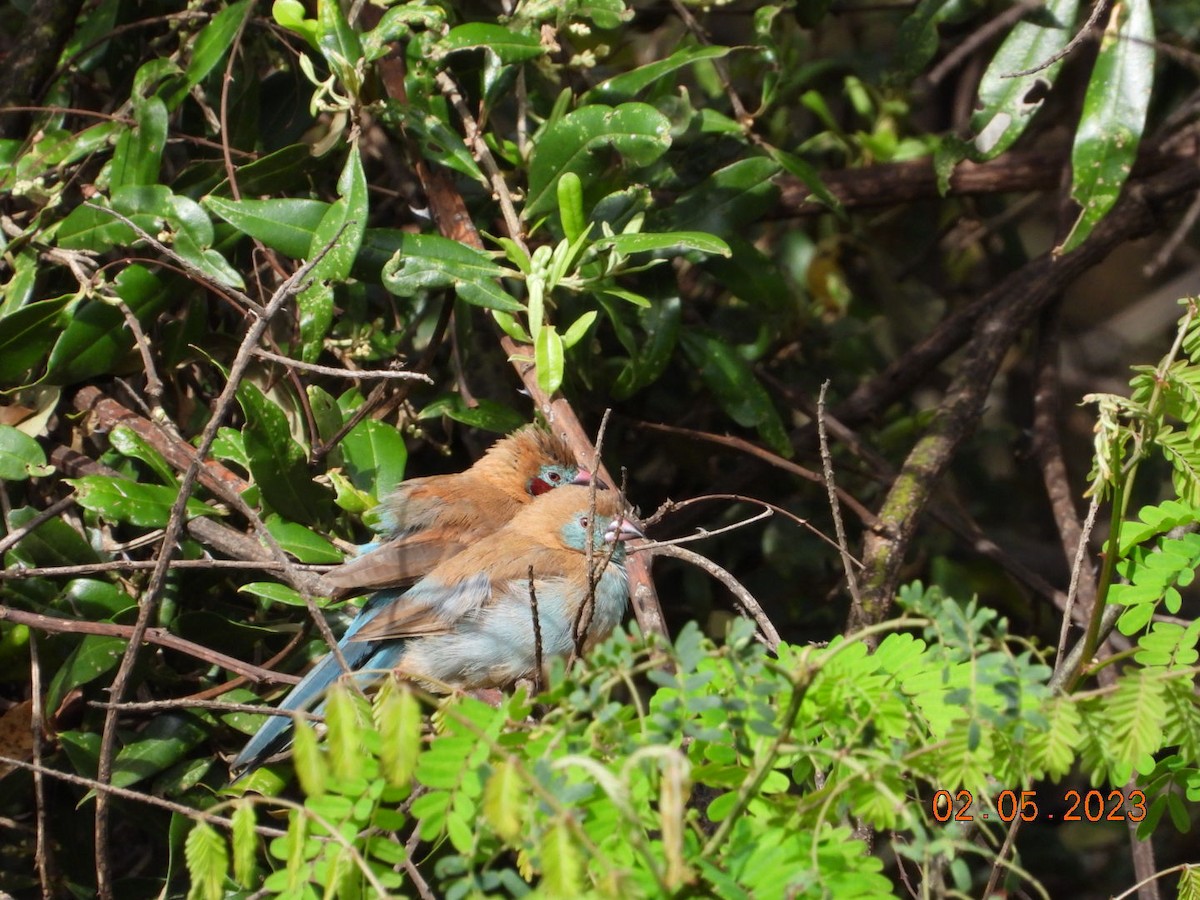 Red-cheeked Cordonbleu - ML567304011