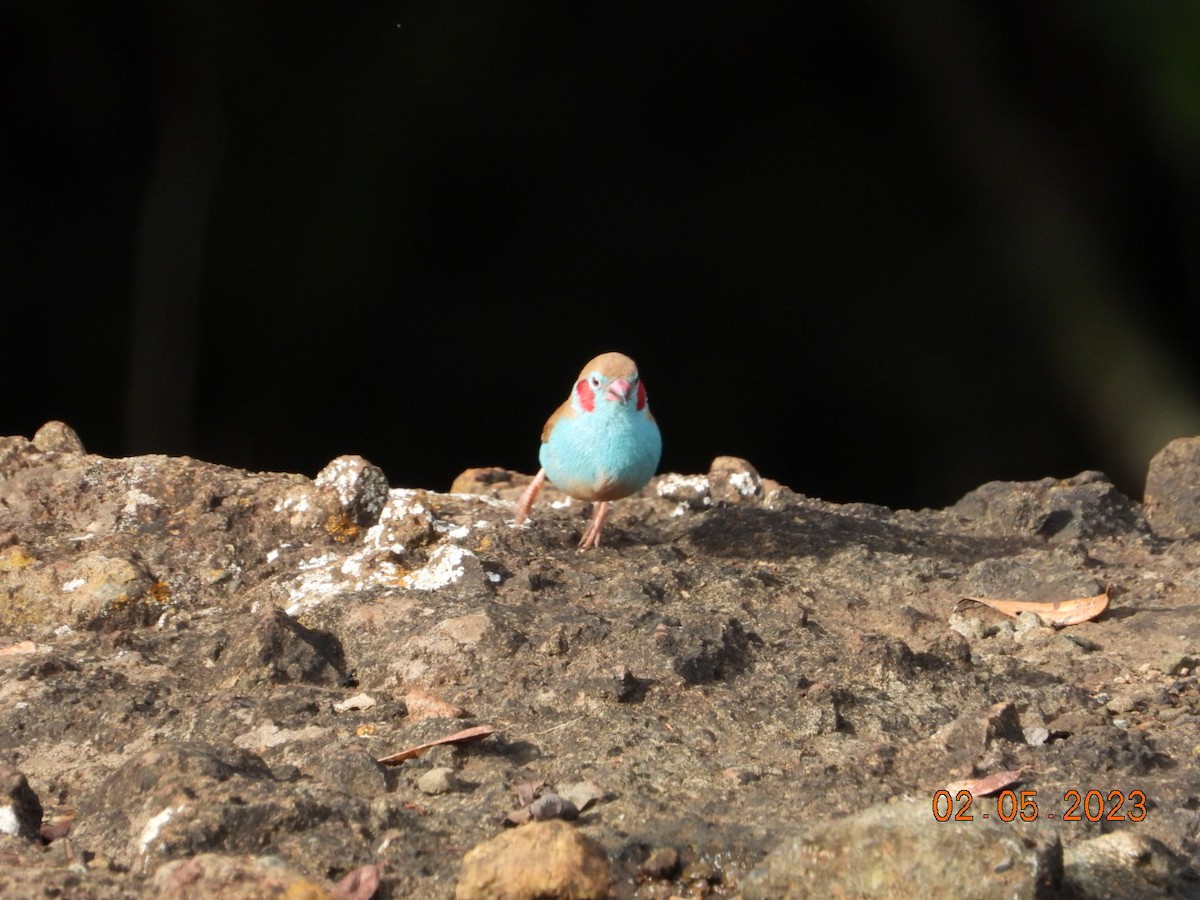 Red-cheeked Cordonbleu - ML567304021