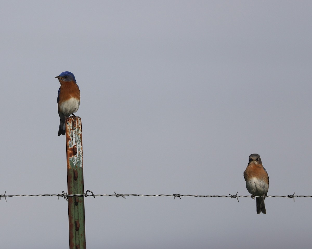 Eastern Bluebird - ML567305011