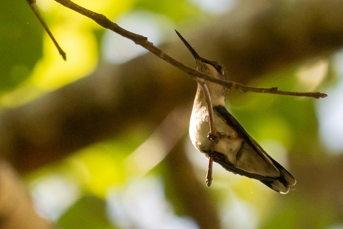 Ruby-throated Hummingbird - Gabrielle Harrison