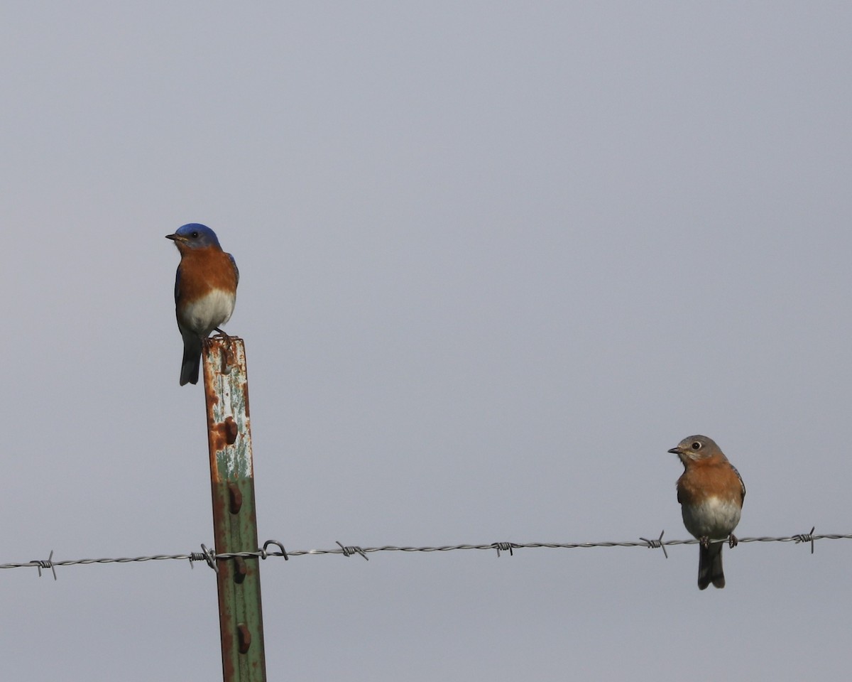 Eastern Bluebird - ML567305101