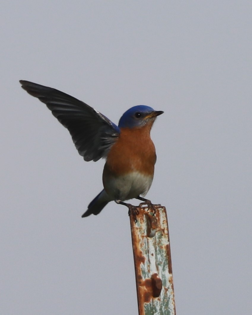 Eastern Bluebird - ML567305231