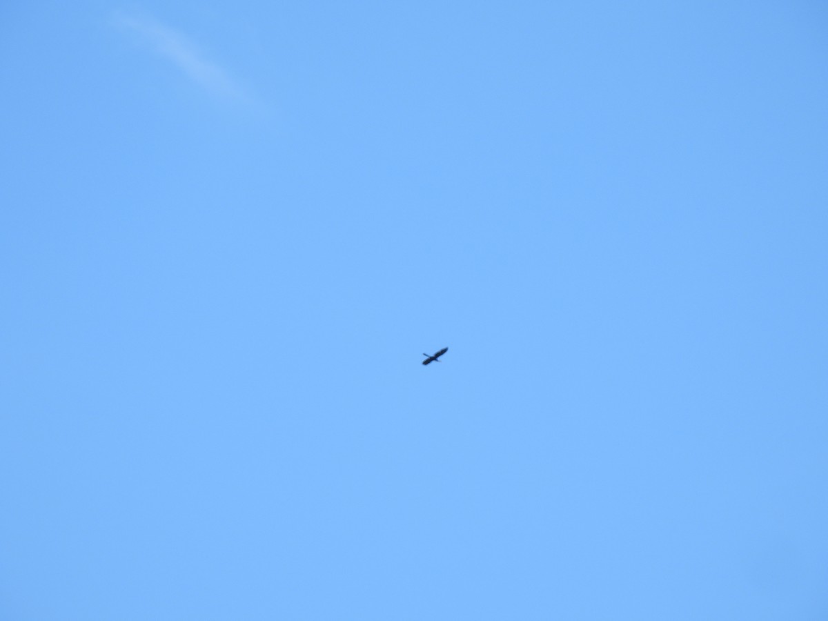 Anhinga - ML567305541
