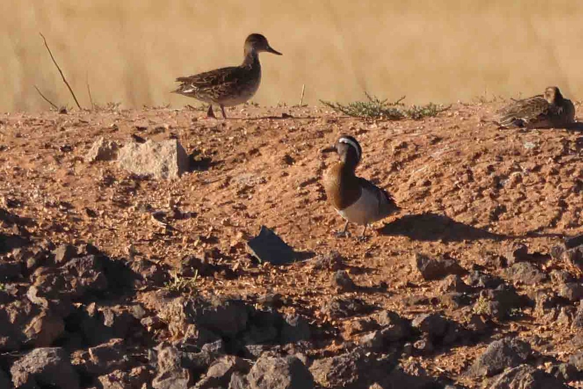 Garganey - ML567306331