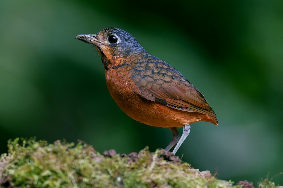 Scaled Antpitta - ML567306391