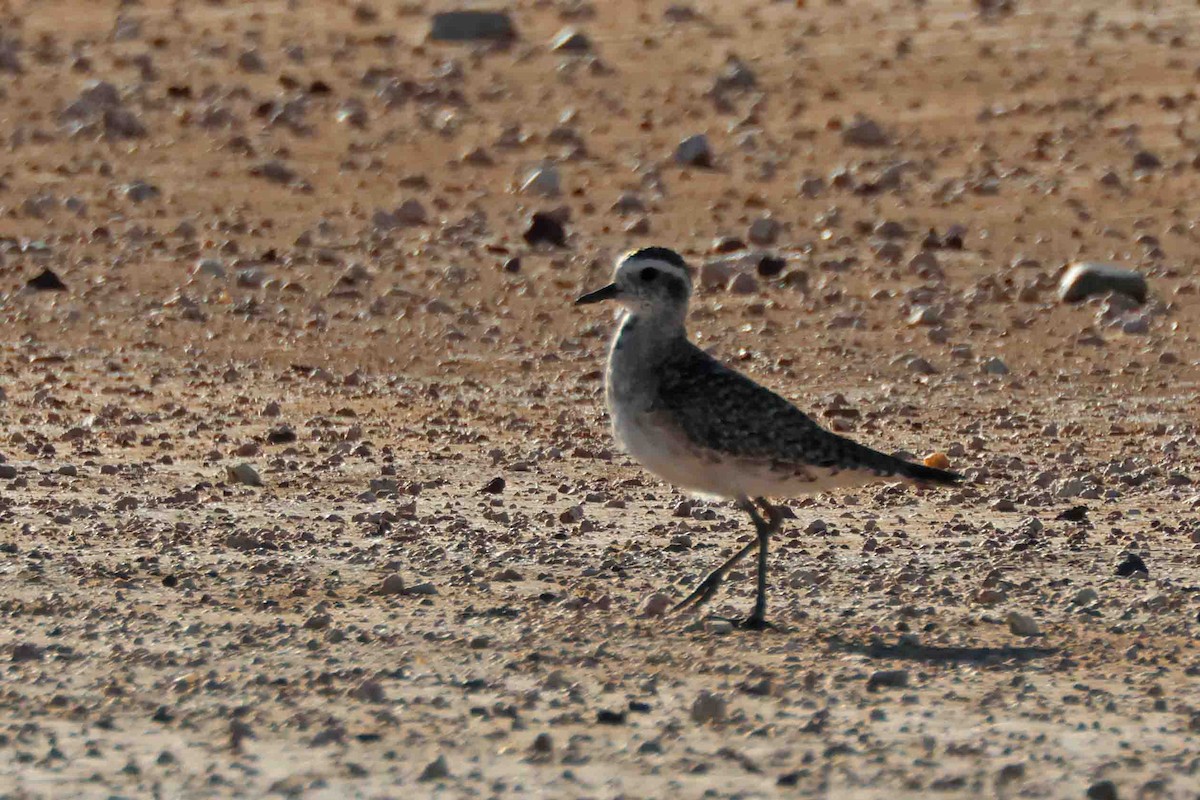 American Golden-Plover - ML567306491